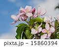 flowers apple 15860394