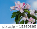 flowers apple 15860395