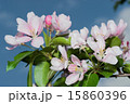 flowers apple 15860396