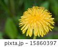 flowers 15860397