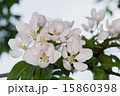 flowers apple 15860398