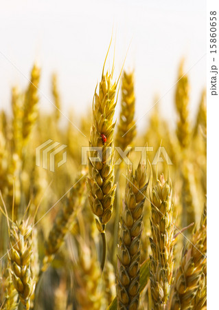 wheat wheat 15860658