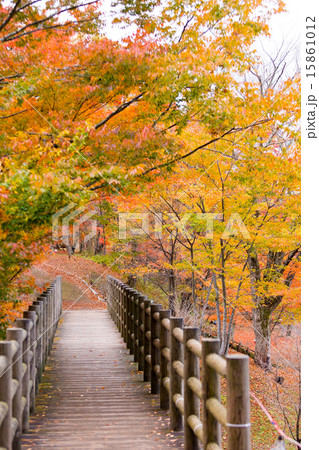 山中湖紅葉 15861012