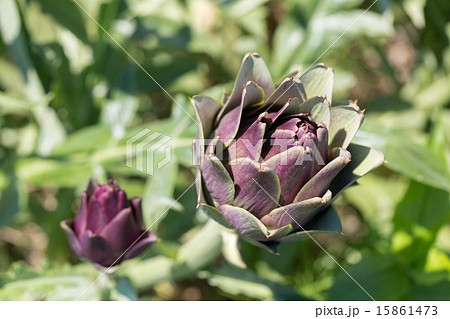 紫色のアーティチョーク 15861473