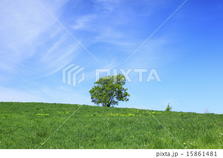 北海道 美瑛町 草原と一本の木 北海道 美瑛町 草原と一本の木 15861481