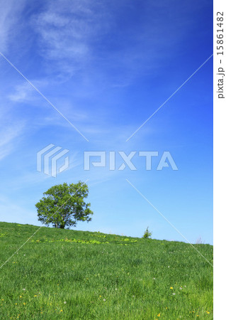 北海道　美瑛町　草原と一本の木 15861482