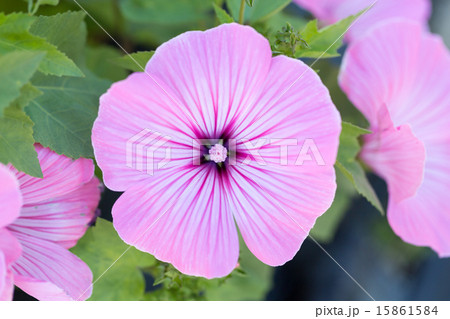 ハナアオイ 品種(ラバテラ) ハナアオイ 品種(ラバテラ) 15861584