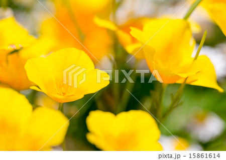 ハナビシソウ ハナビシソウ 15861614