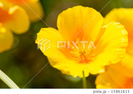 ハナビシソウ ハナビシソウ 15861615