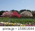 印西市吉高の大桜 15861644