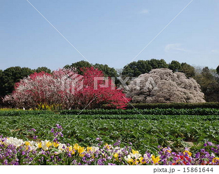 印西市吉高の大桜 15861644