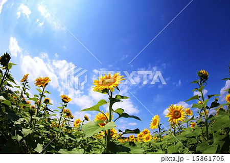 ひまわり 15861706