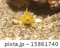 ミジンベニハゼ 15861740