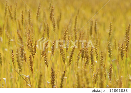 麦畑 15861888