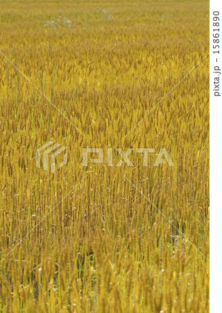 麦畑 15861890