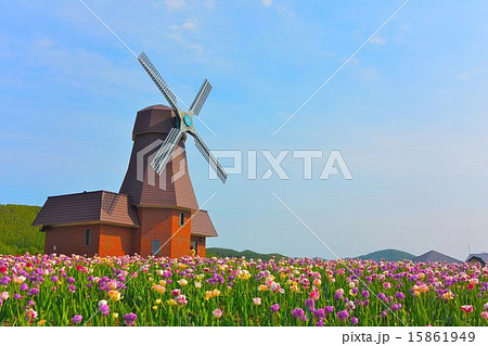 チューリップ畑の風車 15861949