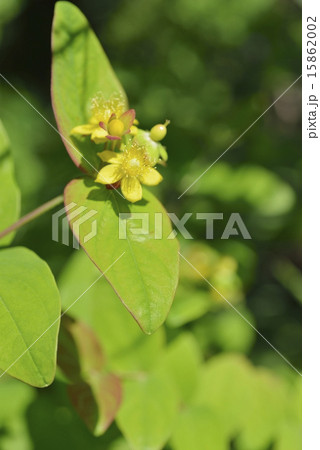 ヒペリカム ヒペリカム 15862002