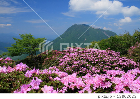 ミヤマキリシマと由布岳 15862025