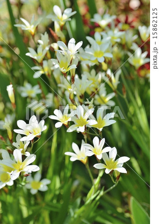 スパラキシス 15862125