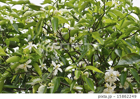 柚子の花 柚子の花 15862249