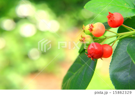 ジューンベリーが熟し始める ジューンベリーが熟し始める 15862329