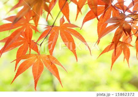 ノムラモミジの若葉 ノムラモミジの若葉 15862372