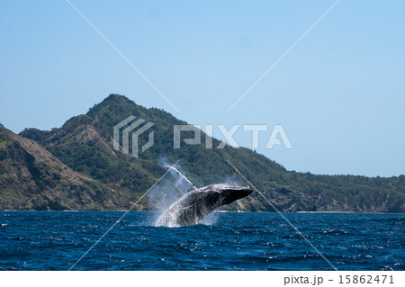 小笠原のザトウクジラ 15862471