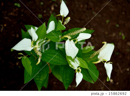 夏に咲く半夏生 15862692