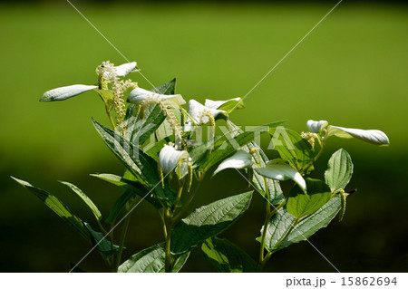 夏に咲く半夏生 15862694