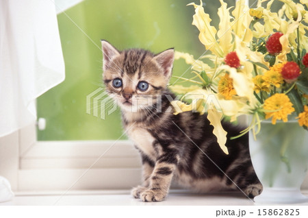 かわいい子猫 15862825