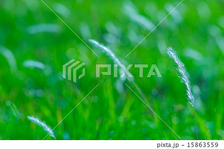 Grass Cottons in Morning Breeze 15863559