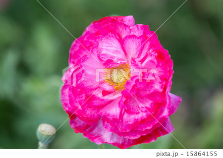 ヒナゲシ 15864155