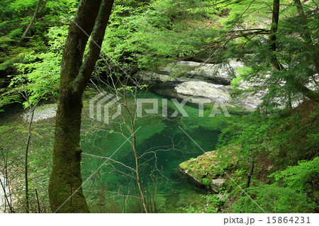 新緑 みたらい渓谷 新緑 みたらい渓谷 15864231