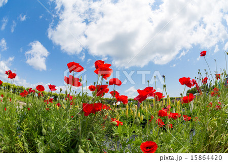 赤いオリエンタル・ポピー 赤いオリエンタル・ポピー 15864420