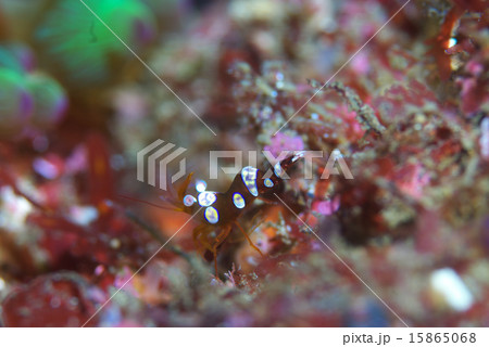 踊るイソギンチャクモエビ 踊るイソギンチャクモエビ 15865068