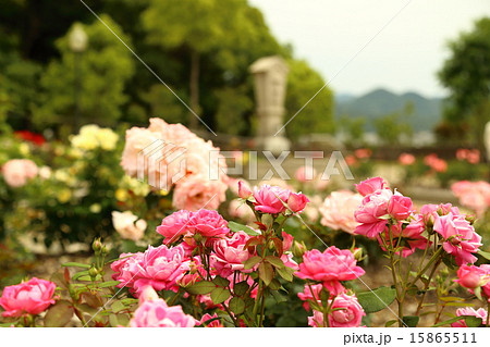 淡路ファームパークイングランドの丘の薔薇 淡路ファームパークイングランドの丘の薔薇 15865511
