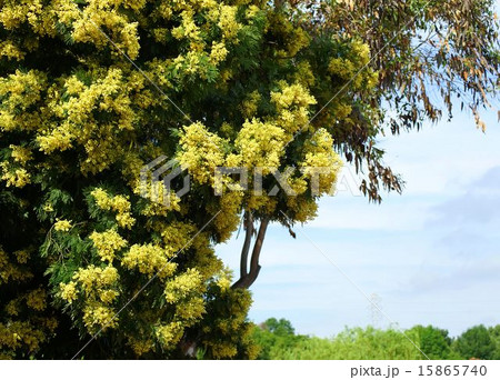 満開のアカシアの花 満開のアカシアの花 15865740