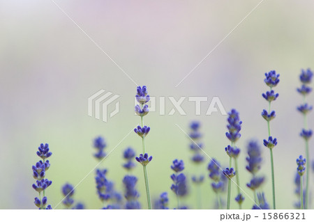 ラベンダー 15866321