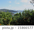 みかん畑からの風景2 15866577