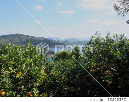 みかん畑からの風景2 15866577
