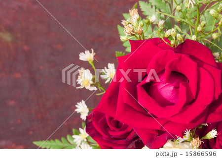 Closeup of rose flower on natural background 15866596