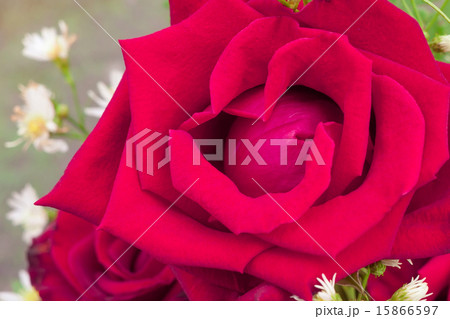 Closeup of rose flower on natural background Closeup of rose flower on natural background 15866597