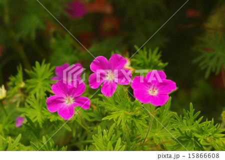 フウロ草　 15866608