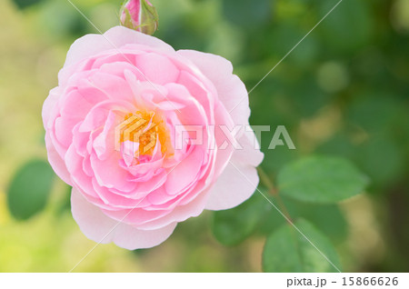 バラ(セプタードアイル) バラ(セプタードアイル) 15866626