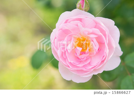 バラ(セプタードアイル) バラ(セプタードアイル) 15866627