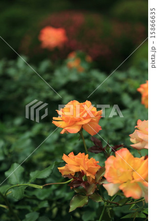 旧古河庭園のオレンジ色の薔薇の花・サハラ'98 旧古河庭園のオレンジ色の薔薇の花・サハラ'98 15866635