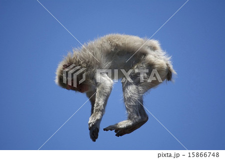 フライングモンキー フライングモンキー 15866748