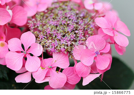 アジサイ ムーランピンク(ウィンドミルピンク) アジサイ ムーランピンク(ウィンドミルピンク) 15866775