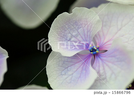 アジサイ　フラウリカ（栃木県産アジサイ） 15866796