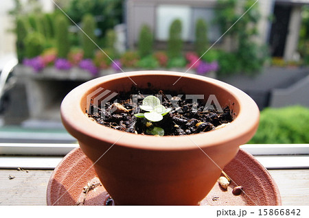 カランコエの新芽と春 15866842